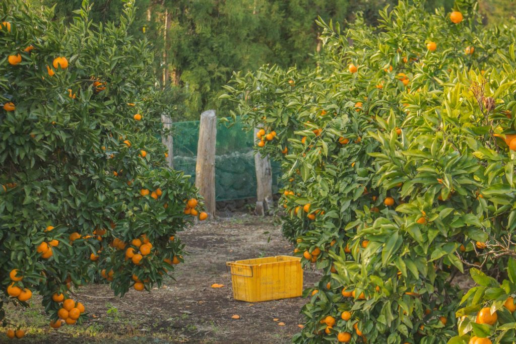 Mandarinas en Jeju Corea al completo - Jeju Mandarinas